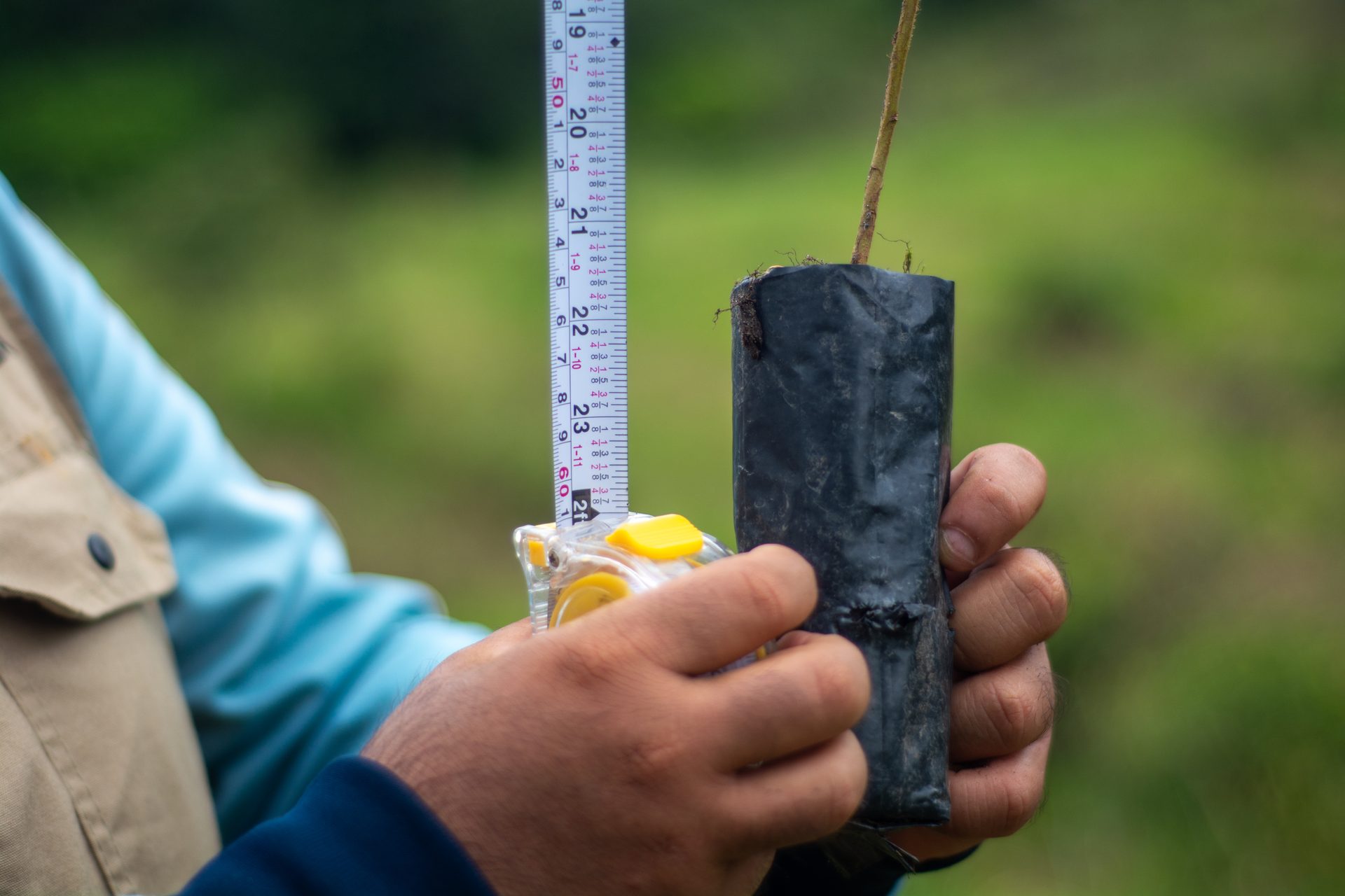 Medición de plántula en proyecto de reforestación